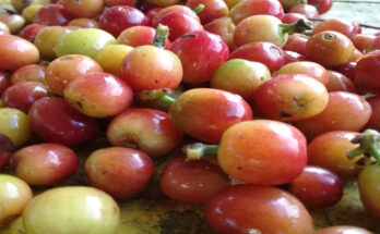 Biocubacafé Project of Contramaestre at Expocaribe 2022 Trade Fair 1 Biocubacafe at Internationa Fair