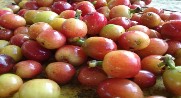 Biocubacafé Project of Contramaestre at Expocaribe 2022 Trade Fair 1 Biocubacafe at Internationa Fair