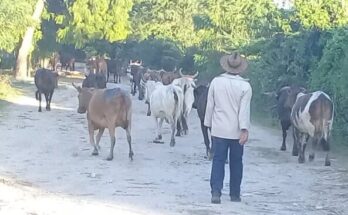 Unity and creativity for cattle farming in Contramaestre 1 Unity and creativity in favor of cattle ranching in Contramaestre