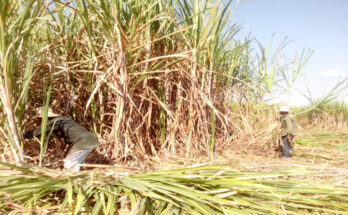 Sugar cane workers hardened in the fields