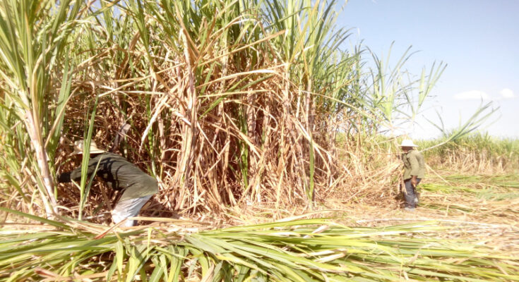 Sugar cane workers hardened in the fields 1 Sugar cane workers hardened in the fields