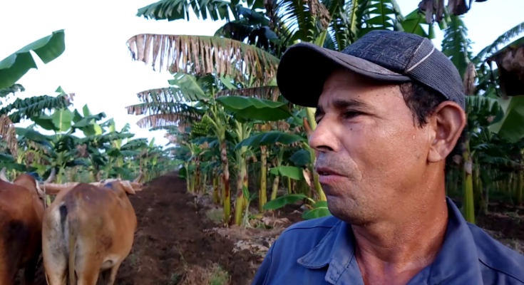 Intercropping and animal traction in Laguna Blanca's agricultural activities 1 Intercropping and animal traction in Laguna Blanca's agricultural activities