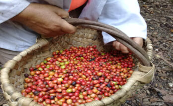 Contramaestre to certify six organic coffee cooperatives 1 Organic coffee available in Contramaestre