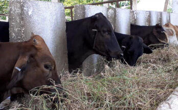 Contramaestre for an early recovery of livestock production 1 Contramaestre for an early recovery of livestock production