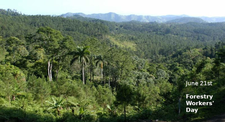 Forestry workers, eternal guardians of the ecosystem 1 Forestry workers, eternal guardians of the ecosystem