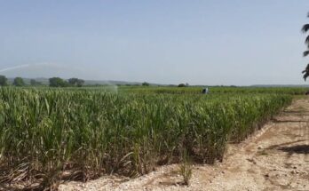 Contramaestre paves the way to canesugar recovery