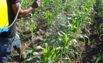 Shortcomings in the municipal plan for food sovereignty 1 Deficiencies pund in the food sovereignty program in Contramaestre
