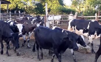 vlcsnap 2023 08 04 11h41m21s186 735x400 2