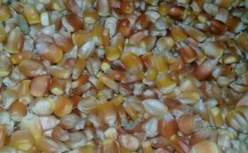 Corn harvest in Contramaestre keeps up a good pace 1 Corn harvest in Contramaestre keeps up a good pace