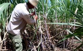 Sugar cane recovery program in Contramaestre under check 1 Ongoing sugar cane recovery program in Contramaestre under check