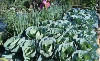 Urban Agriculture Support Project benefits producers in Contramaestre 1 Urban Agriculture Support Project benefits producers in Contramaestre
