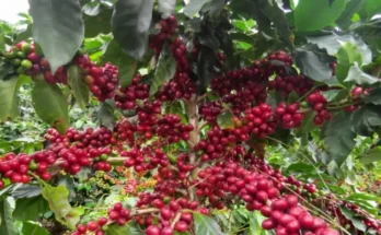 Contramaestre's organic coffee project moves forward 1 Contramaestre's organic coffee project moves forward