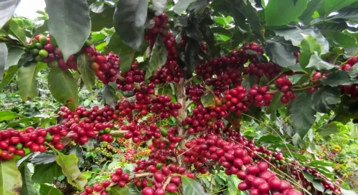 Contramaestre's organic coffee project moves forward 1 Contramaestre's organic coffee project moves forward