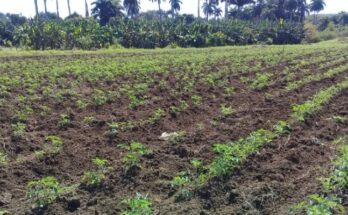 Contramaestre's farmers towards a profitable cold season 1 Contramaestre farmers focused on the fulfillment of the cold season