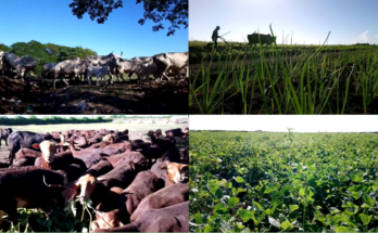 Livestock farm in Contramaestre stands out for diversification of its production 1 Diverse food production