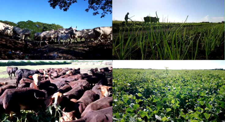 Livestock farm in Contramaestre stands out for diversification of its production 1 Diverse food production