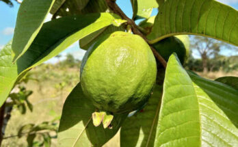 Contramaestre farmers focusing on plant health 1 Contramaestre farmers attentive to crop sanitation conditions