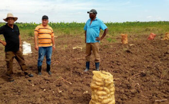 Authorities in Contramaestre supervise food production in the agriculture sector