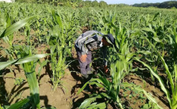 Contramaestre's agricultural sector focused on meeting demand for 2024 1 Farmers: Contramaestre's agricultural sector focused on meeting demand for 2024
