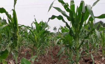 Sustainable food production is consolidated at La Mantonia farm in Contramaestre 1 Sustainable food production is the new target of the local economy