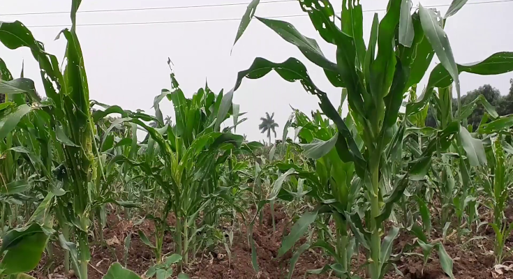 Sustainable food production is the new target of the local economy