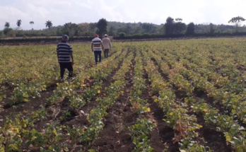 Party leadership in Contramaestre maintains close links with food producers (+Video) 1 Party leadership in Contramaestre maintains close links with food producers