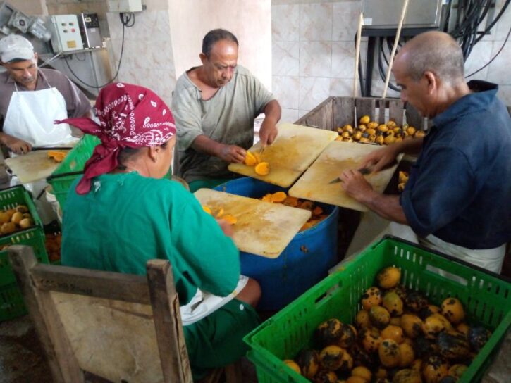 Contracting and efficiency, key to securing the current mango crop 2 Contracting and efficiency, key to securing the current mango crop