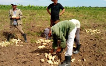 Farmers' national association, 63 years at the side of the Cuban peasantry 1 ANAP, 63 years at the side of the Cuban peasantry