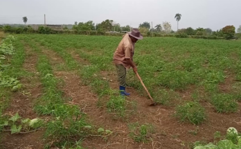 Tight to the furrow to make the land produce 1 Peasants: Working in the furrow to make the land produce