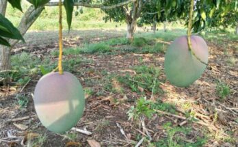 Contracting and efficiency, key to securing the current mango crop 1 Contracting and efficiency, key to securing the current mango crop
