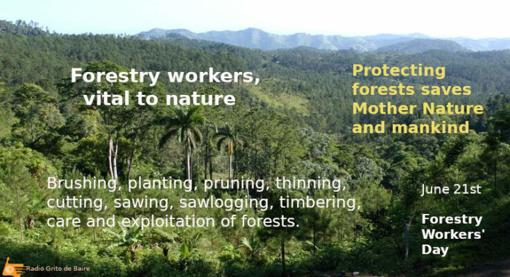 forestry workers day 2