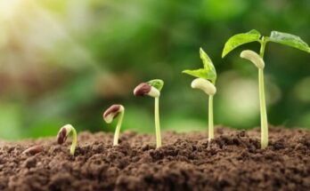 Seeds, an essential key to the quality of food production 1 Seeds, an essential key to the quality of food production