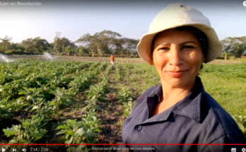 Laritza Brizuela fucussed on rice and fish farming 9 Laritza Brizuela fucussed on rice and fish farming