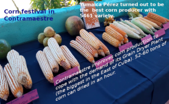 Corn festival in Contramaestre 1 Corn festival in Contramaestre
