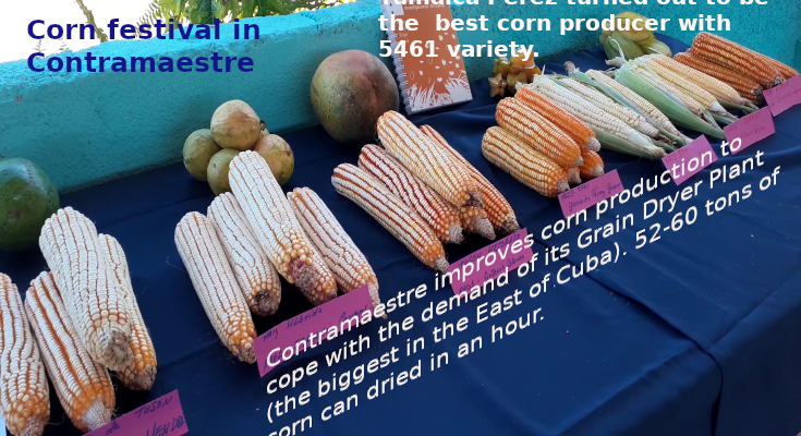 Corn festival in Contramaestre 1 Corn festival in Contramaestre