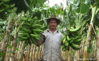 Science and innovation in function of food production in Contramaestre 1 Science and technology for the sake of food production.