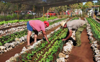 Contramaestrian workers take advantage of agricultural areas for their own consumption 1 Workers in Contramaestre take advantage of every yard to produce for their own consumption