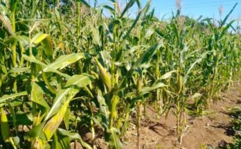 Agricultural extensionism: a path to food security and sovereignty 7 Agricultural extensionism: a path to food security and sovereignty