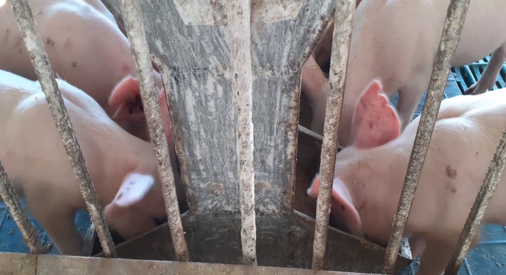 Swine production in Contramaestre with growth plans 1 Swine production in Contramaestre with growth plans