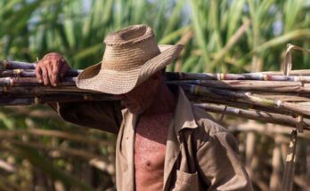 Sugar cane workers, strong arms and fists of steel 1 Sugar cane workers, strong arms and fists of steel.