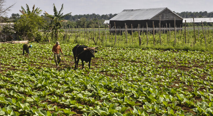 The Ministry of Finance and Prices issued a new regulation that exempts the import of products