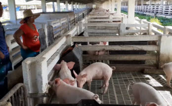 Swine Enterprise Santiago de Cuba has in Contramaestre its production core 1 Swine Enterprise Santiago de Cuba has in Contramaestre its production core