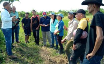 Workshop in Contramaestre on rice technology by manual transplanting 1 Sirrrn titulo 735x400 1