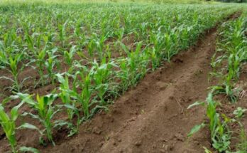 Cold planting campaign moves forward in Contramaestre 1 Cold planting campaign moves forward in Contramaestre