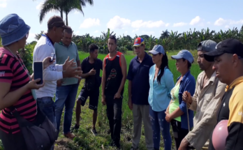 Extensionist movement in Contramaestre promotes the production of popular rice 2 Extensionist movement in Contramaestre promotes the production of popular rice.