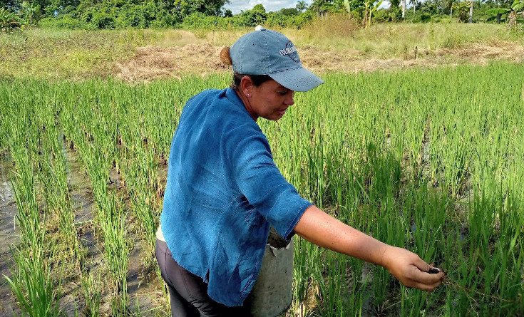 Yumaika Perez Guerrero a rice and honey producer 2 yumaika2