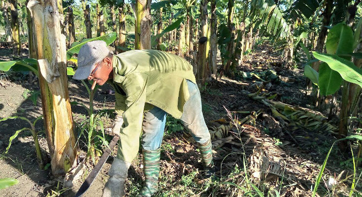Osniel López is a producer who bets on the cultivation of plantain in Contramaestre 1 Osniel López is a producer who bets on the cultivation of plantain in Contramaestre