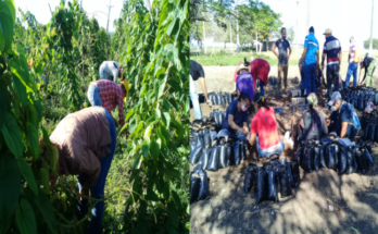 Food production in Contramaestre during a 2024 challenge 1 Food production in Contramaestre , a 2024 challenge
