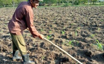 What is the closing of Contramaestre's agricultural sector in 2024? 8 What is the closing of Contramaestre's agricultural sector in 2024?