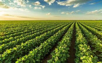 Soybean cultivation is boosted in Laguna Blanca's agricultural enterprise 1 soybeans